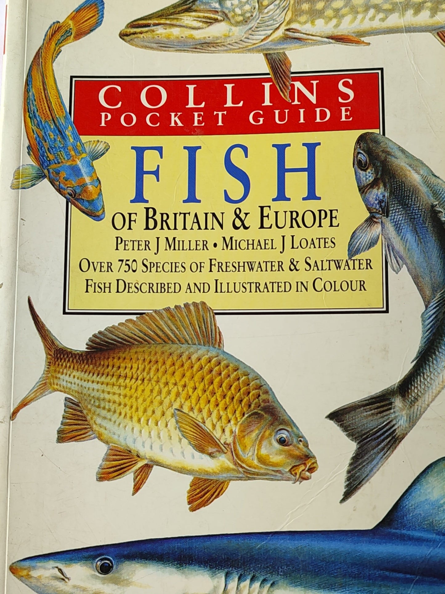 Fish Of Britain & Europe